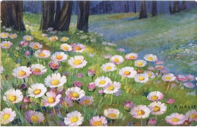 Daisies, Postcard, 1940s by Anna Haller