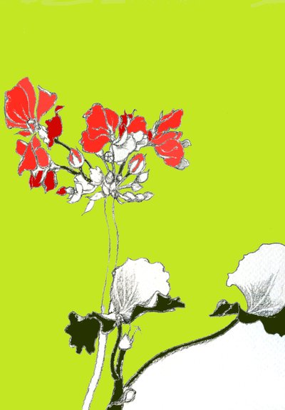 Geranium by Anna Platts