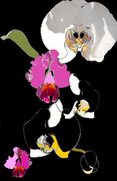 Orchid by Anna Platts