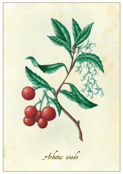 Arbutus Unedo by Annalisa Morrocco
