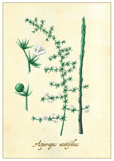 Asparagus Acutifolius by Annalisa Morrocco