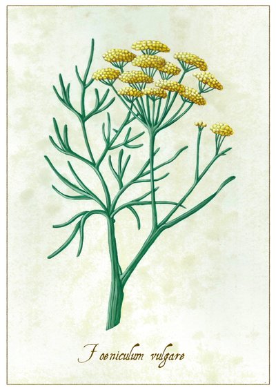 Foeniculum Vulgare by Annalisa Morrocco