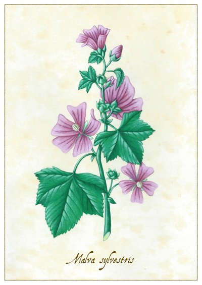 Malva sylvestris, 2015 by Annalisa Morrocco