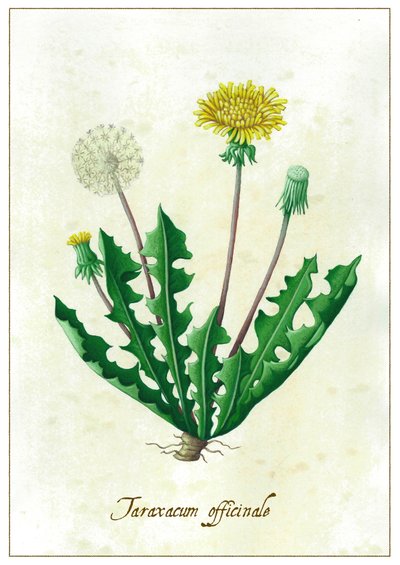 Taraxacum Officinale by Annalisa Morrocco