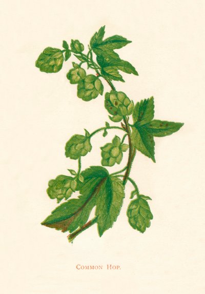 Common Hop, c1891 by Anne Pratt