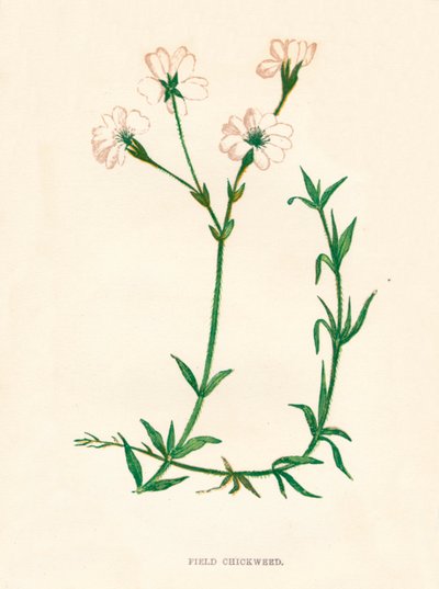 Field Chickweed by Anne Pratt