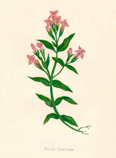 Field Gentian by Anne Pratt