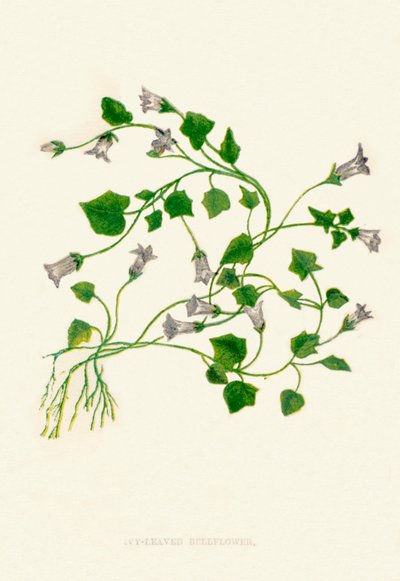 Ivy-Leaved Bellflower by Anne Pratt