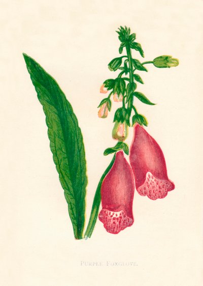 Purple Foxglove, 1891 by Anne Pratt