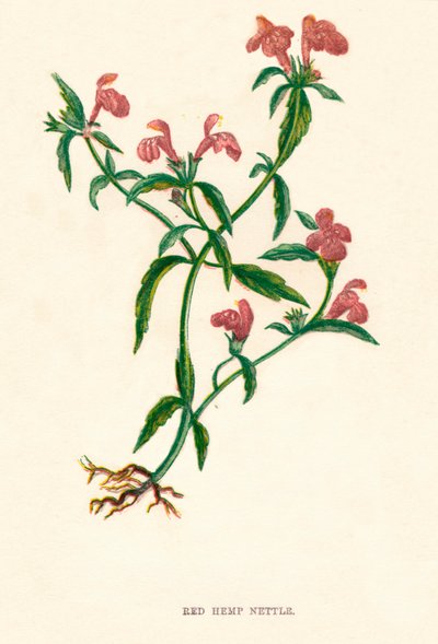 Red Hemp Nettle by Anne Pratt