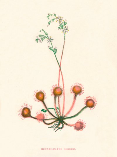 Round-Leaved Sundew, c. 1891 by Anne Pratt