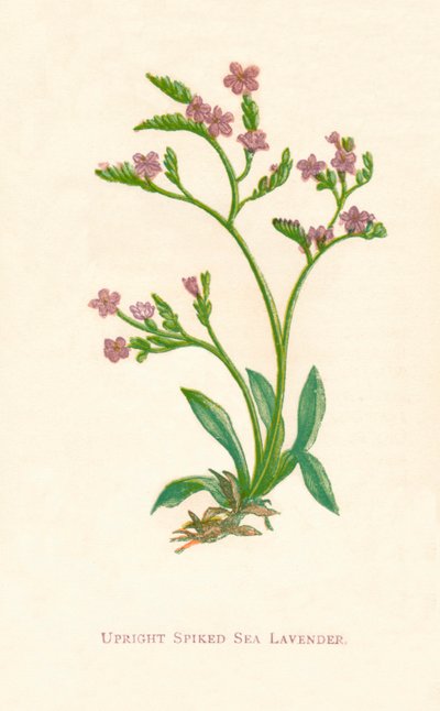 Upright Spiked Sea Lavender by Anne Pratt
