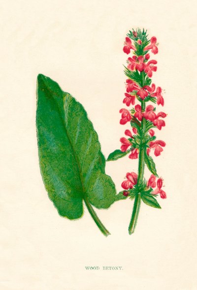 Wood Betony by Anne Pratt