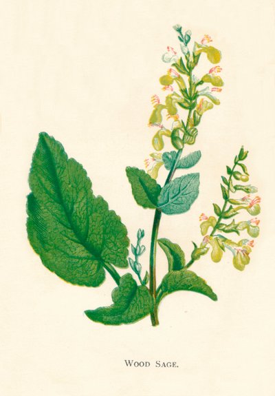 Wood Sage by Anne Pratt