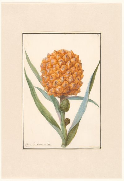 Pineapple on Branch by Anonymous
