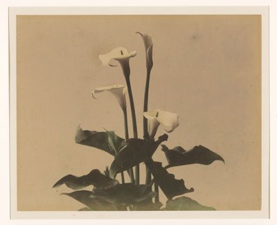 Arum Lilies by Anonymous