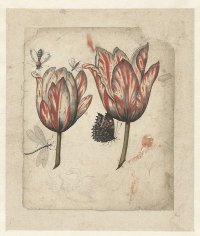 Sheet with Two Tulips and Some Insects by Anonymous