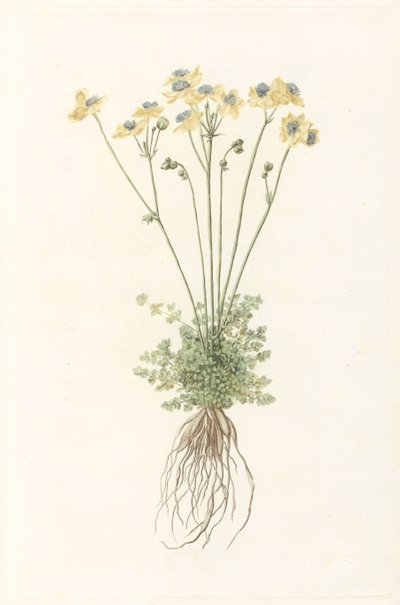 Blooming Plant with Roots by Anonymous