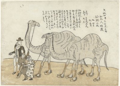 Camel and Dromedary by Anonymous
