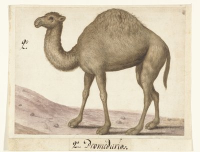 Dromedary (Lombard Album series title) by Anonymous