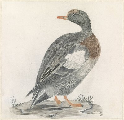 Duck to the Right, Looking Left by Anonymous