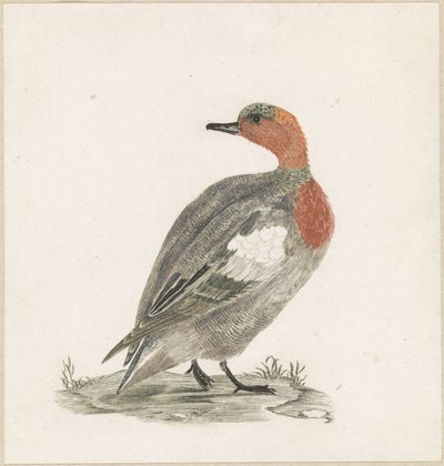 Duck Looking to the Left by Anonymous