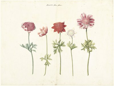 Five Studies of Anemones by Anonymous
