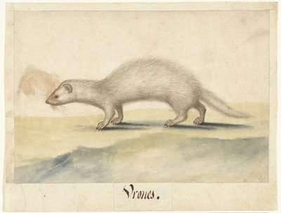 Ferret (Lombard Album) by Anonymous