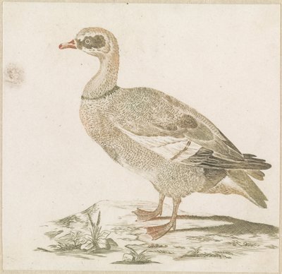 Goose by Anonymous