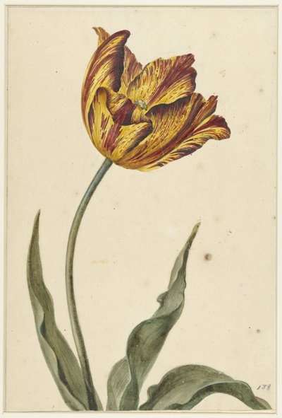 Yellow-Orange-Red Tulip by Anonymous