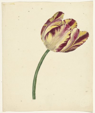 Yellow-Red Tulip by Anonymous