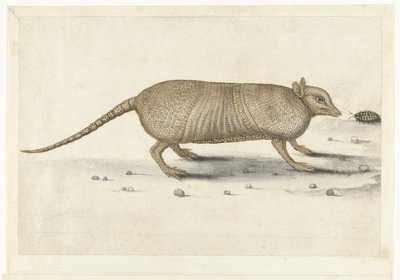 Armadillo by Anonymous