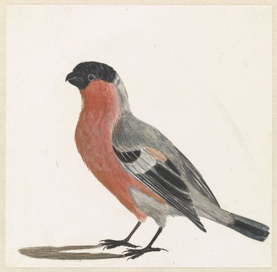 Bullfinch by Anonymous
