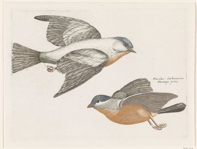Gray Titmice by Anonymous