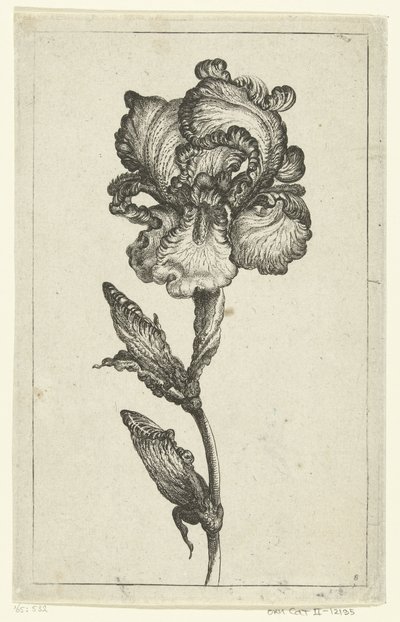 Iris (Various New Tulips and Other Flowers series) by Anonymous