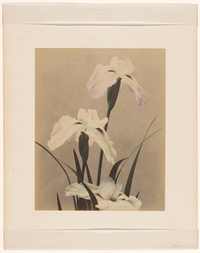 Irises by Anonymous