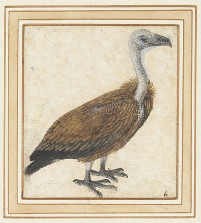 Young Griffon Vulture (Gyps fulvus) by Anonymous
