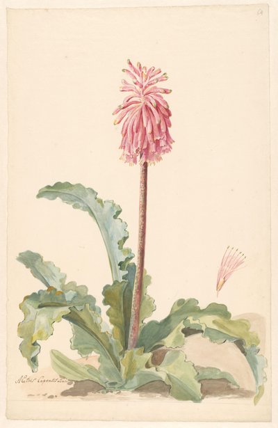 Cape Aletris in Landscape with Detail of Stamen by Anonymous