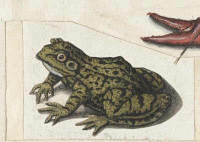 Frog by Anonymous