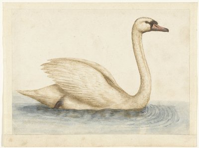 Mute Swan by Anonymous