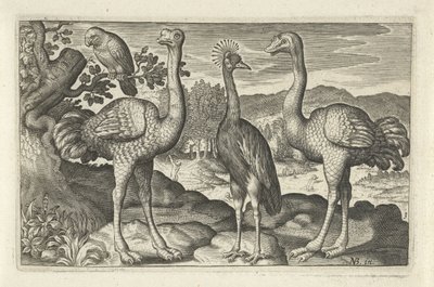 Crowned Crane Between Two Ostriches by Anonymous