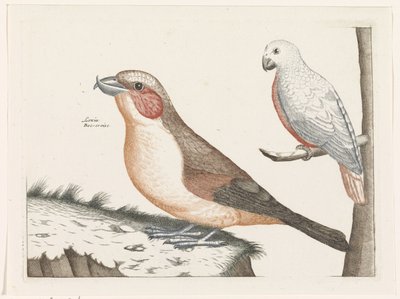 Crossbill and White Bird by Anonymous
