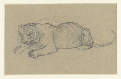 Reclining Tiger Tearing a Piece of Meat by Anonymous