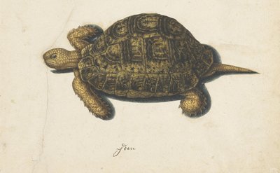 Marsh Turtle (Lombard Album) by Anonymous