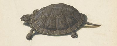 Marsh Turtle (Lombard Album Series) by Anonymous