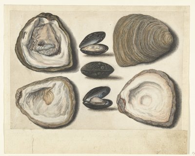 Oysters and Mussels by Anonymous