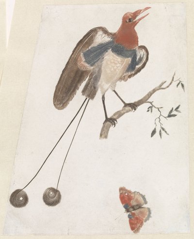 Bird of Paradise and Butterfly by Anonymous