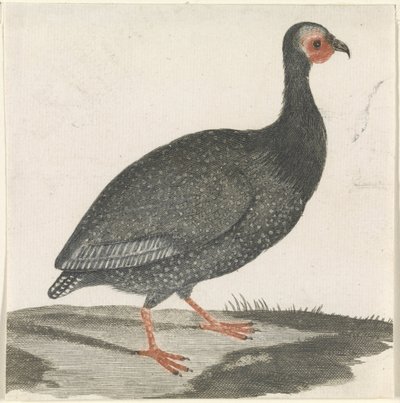 Guinea Fowl by Anonymous