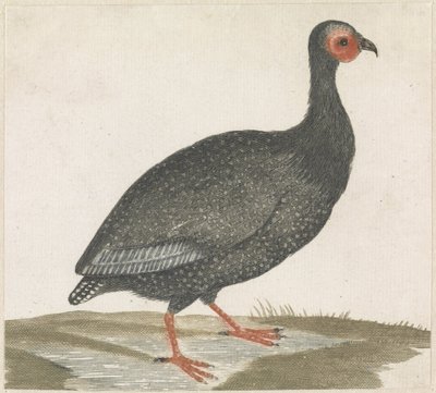 Guinea Fowl by Anonymous