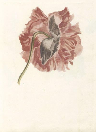 Peony by Anonymous